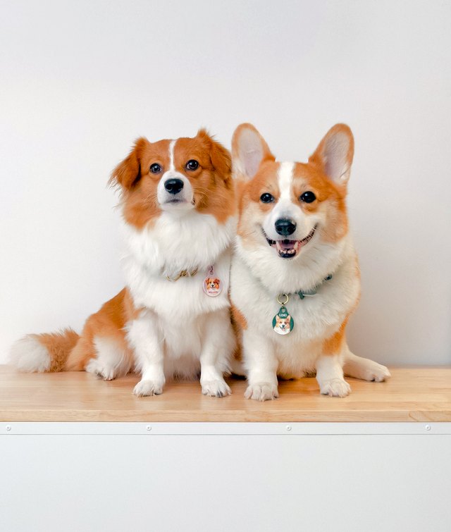 Loki and Willow